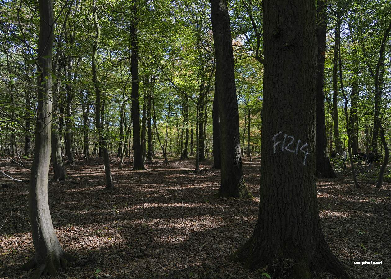  hambacher_forst_043.jpg