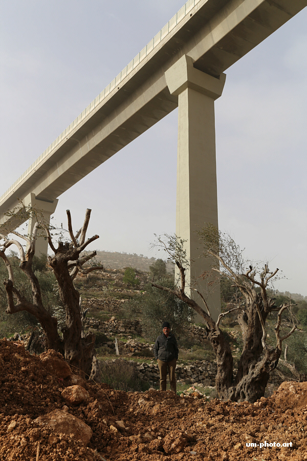  palestine_120